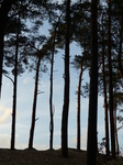 FZ025006 Silhouette of trees.jpg